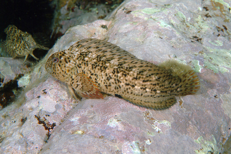 Blennidi